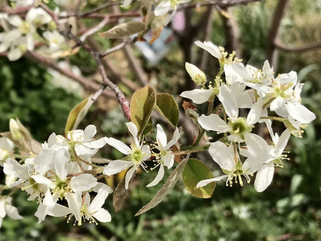 満開のジューンベリーの花