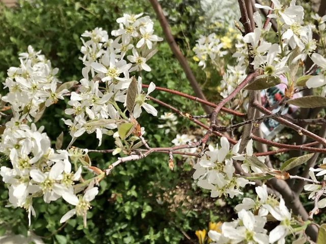満開のジューンベリーの花