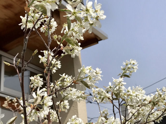 満開のジューンベリーの花