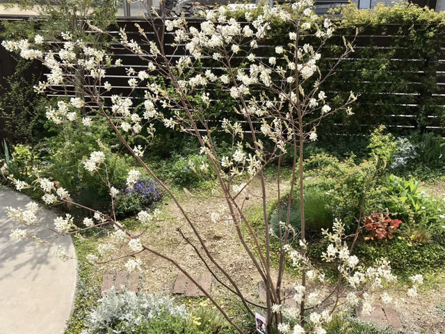 満開のジューンベリーの花