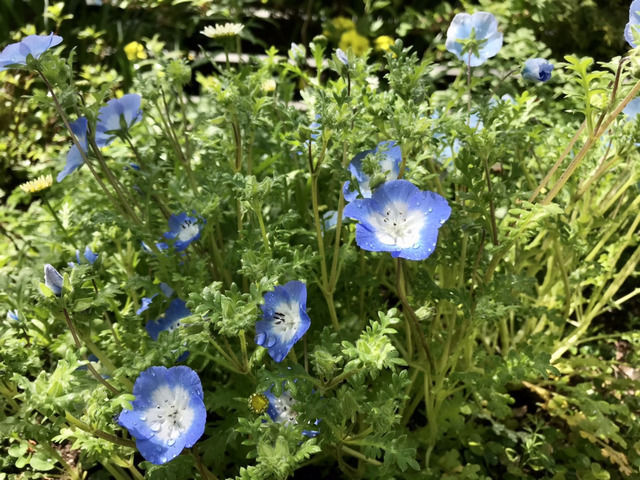 ネモフィラの花