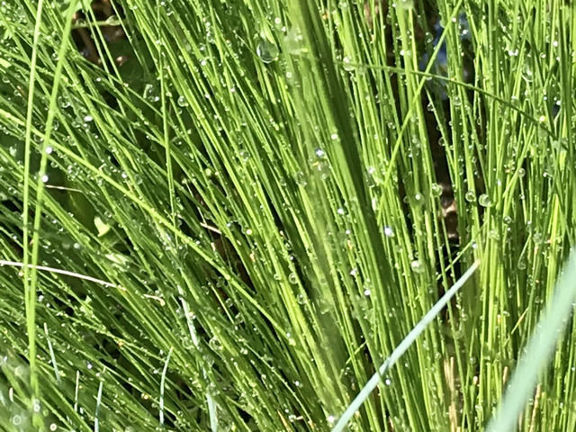 水滴がついたスティパ