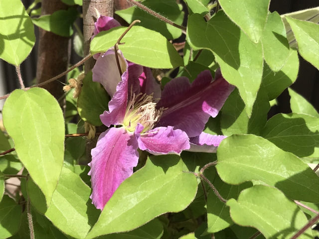 クレマチス H.F.ヤングの花
