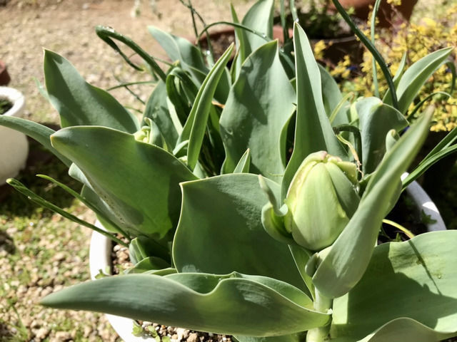 鉢植えのアンジェリケ