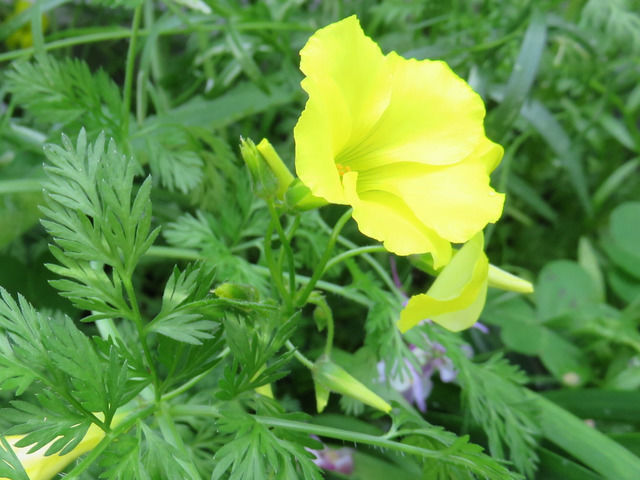 オキザリスの花