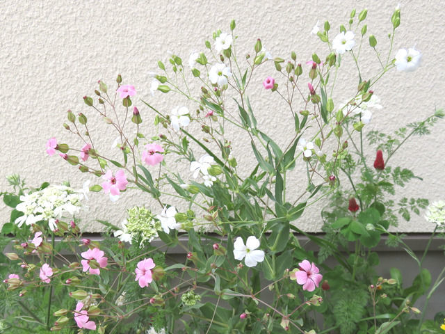 サポナリア・バッカリアの白とピンクの花