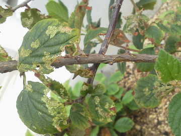 害虫に食われたユスラウメの葉