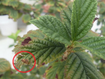 害虫に食われたユスラウメの葉