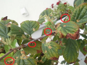 害虫に食われたユスラウメの葉