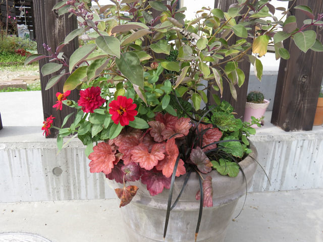 秋の寄せ植え全体