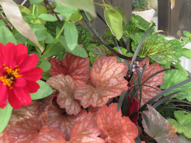 秋の寄せ植えアップ