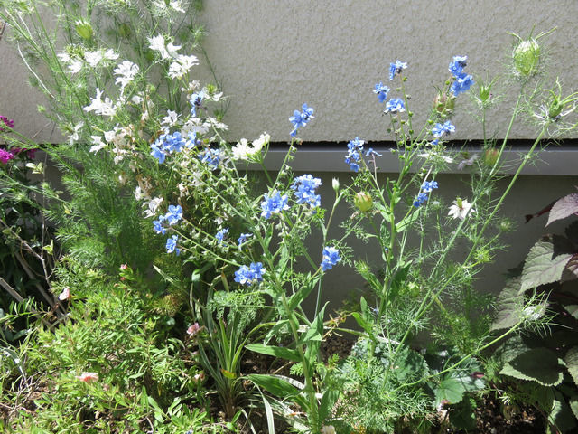 花壇の様子