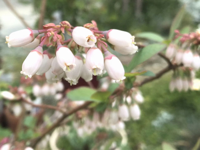 ブルーベリーの花のアップ