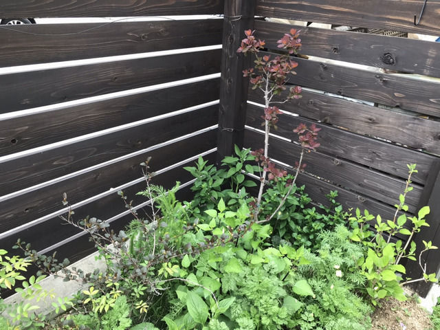 スモークツリーの植栽