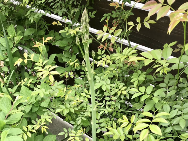 伸びすぎた庭のアスパラ