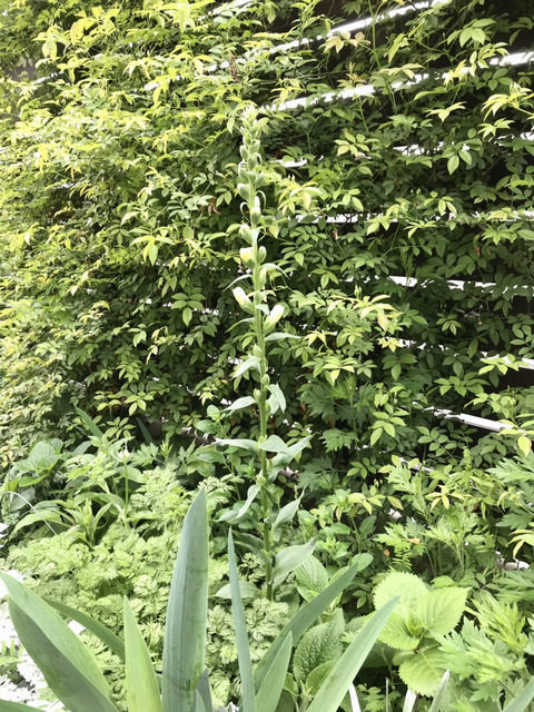 蕾が付いているジギタリス
