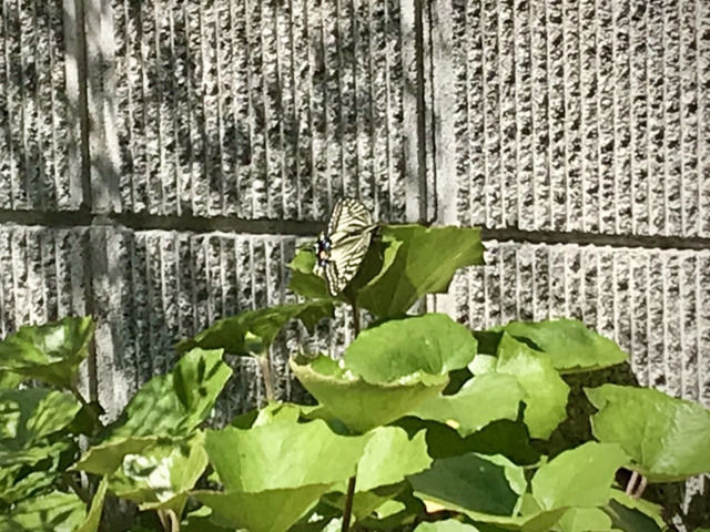 葉にとまっているアゲハ