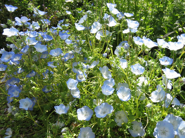 ネモフィラの花