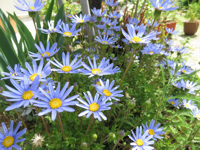 ブルーデイジーの花