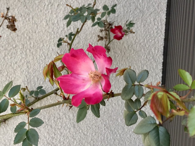 バラ カクテルの花