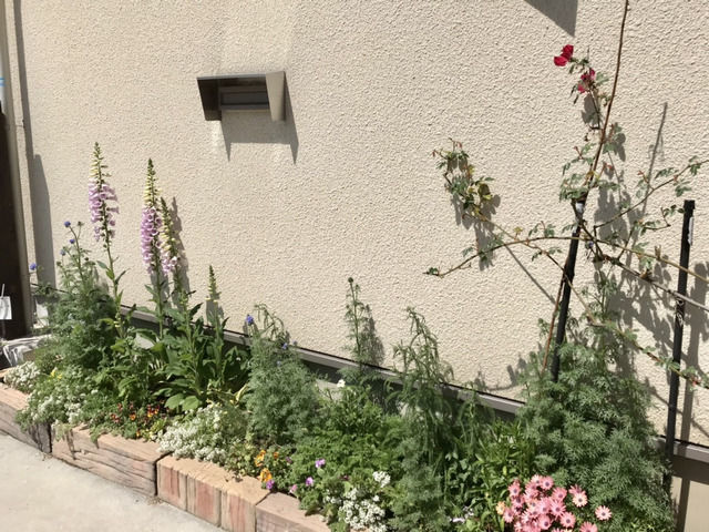 春の駐車場花壇の様子