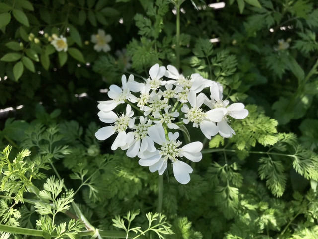開花したオルレア