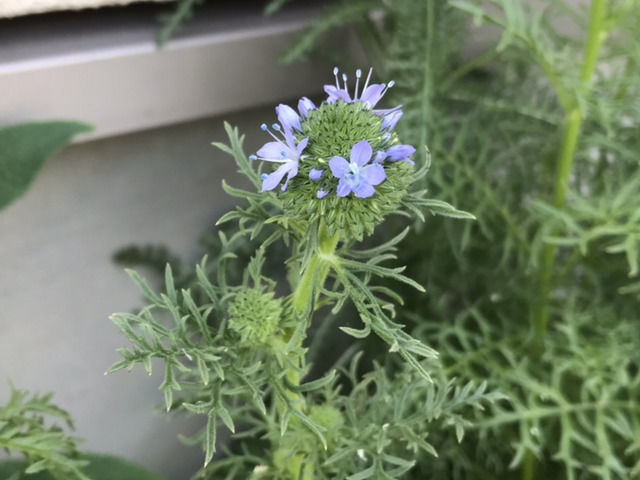 花壇に植えたギリアの花