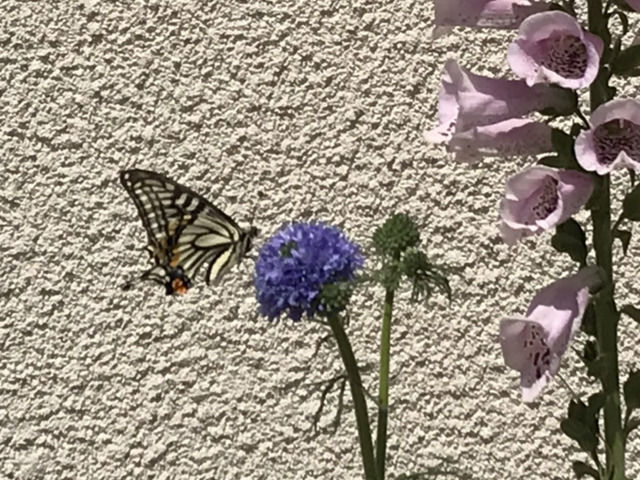 ギリアにとまったアゲハチョウ