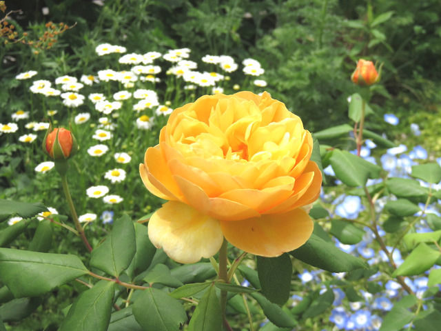 バラ・ロアルドダールの花