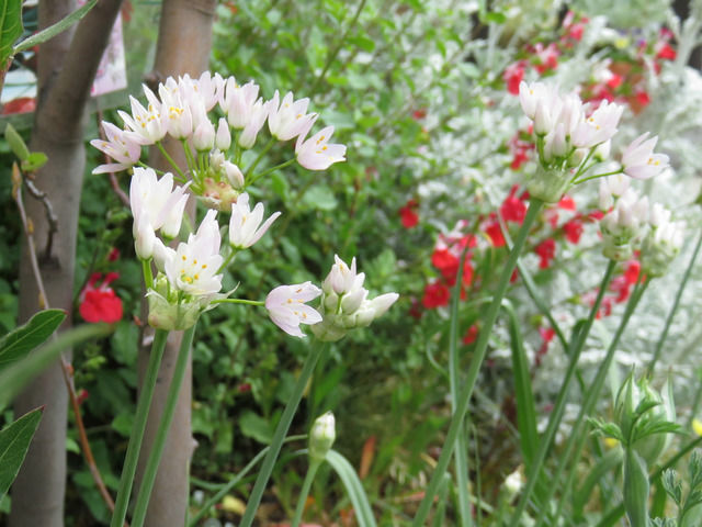 アリウムの花