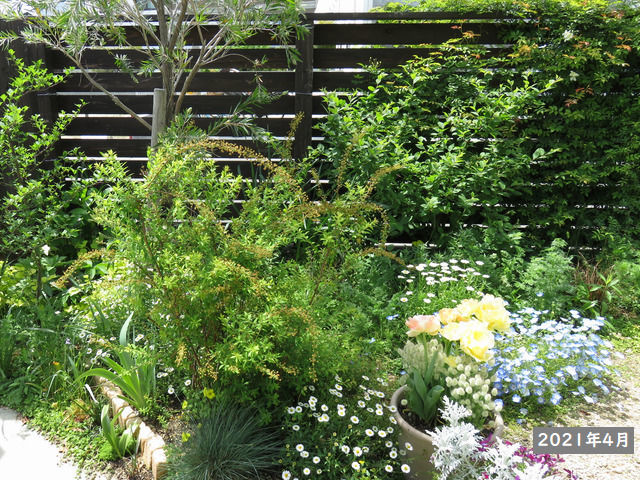 2021年4月の庭