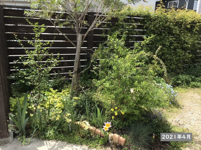2021年4月の庭