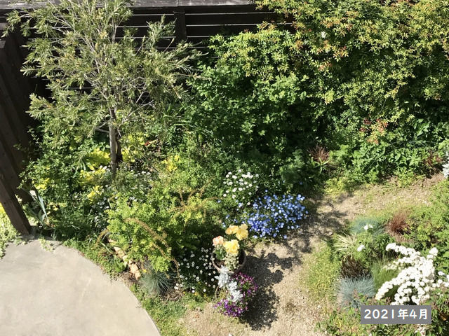 2021年4月の庭上からの様子