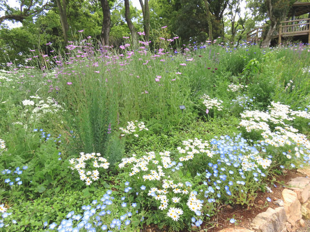 牧野植物園の花壇