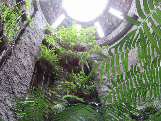 牧野植物園の温室内部