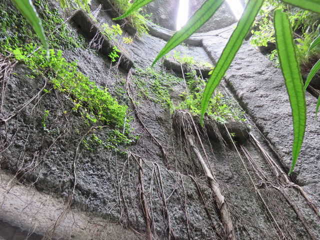 牧野植物園の温室内部