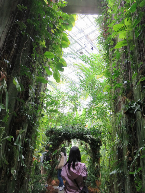 牧野植物園の温室内部