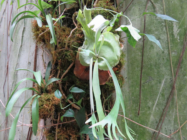 牧野植物園の温室内部