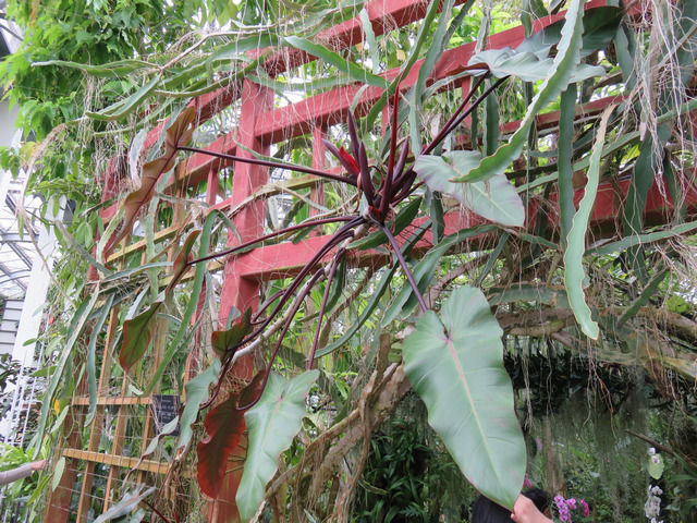 牧野植物園の温室内部