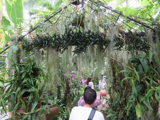 牧野植物園の温室内部