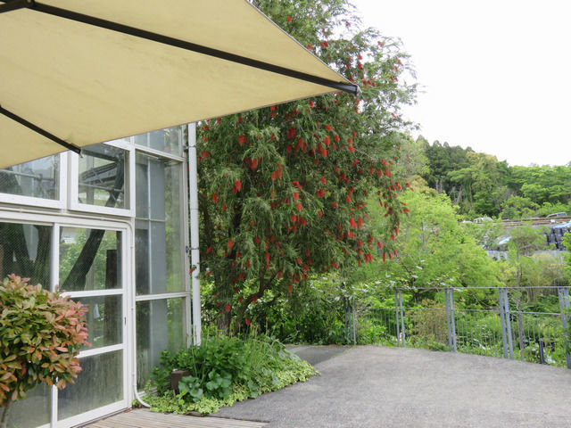 牧野植物園の温室