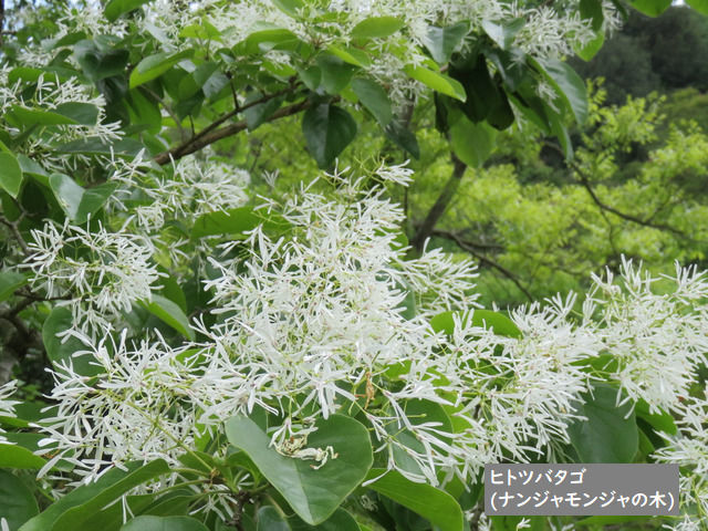 牧野植物園のヒトツバタゴの花