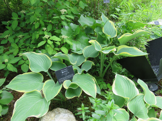 牧野植物園のギボウシ寒河江