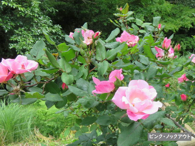 牧野植物園のバラ