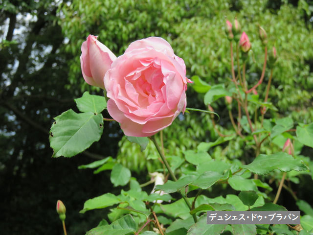 牧野植物園のバラ