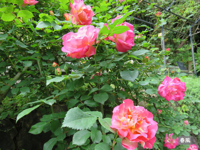 牧野植物園のバラ
