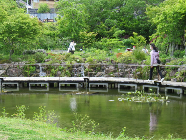 牧野植物園の池