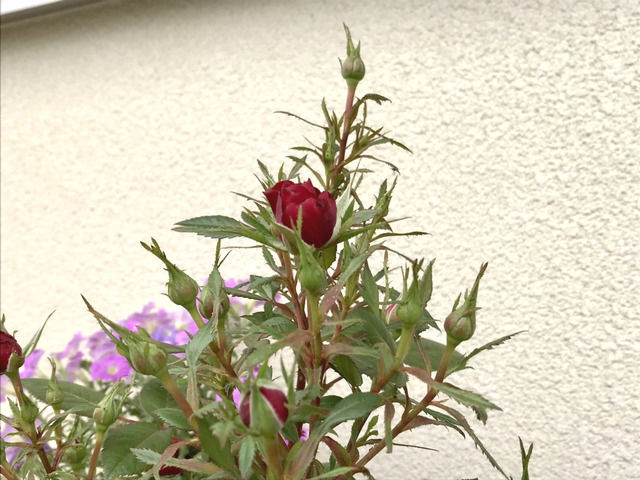 開花した赤いミニバラ