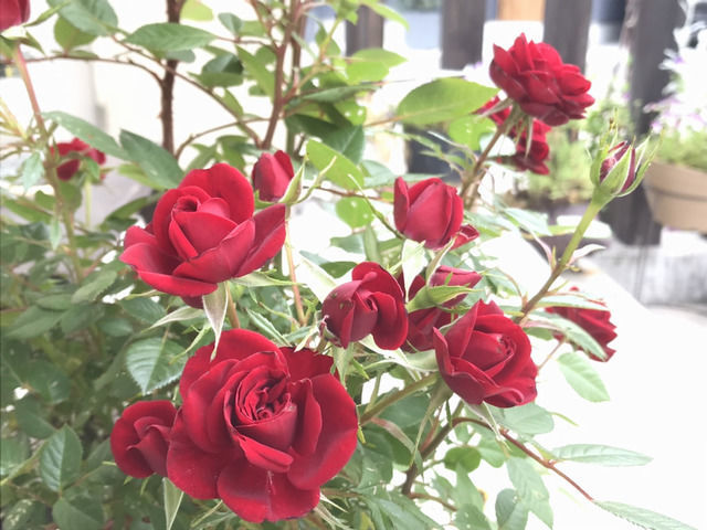 開花した赤いミニバラ 花びらが少な目