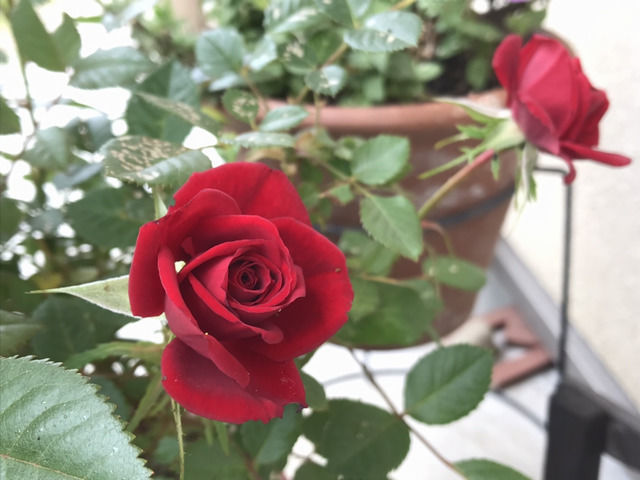 開花した赤いミニバラ